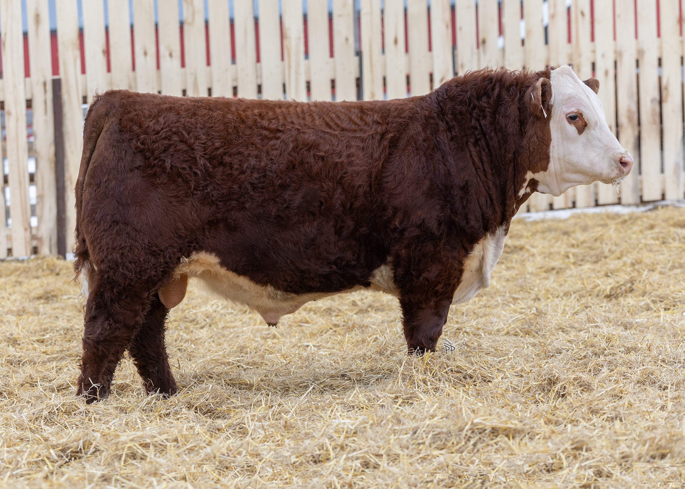 bull